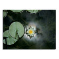 Trademark Fine Art Patty Tuggle 'Backyard Beauty' Canvas Art, 18x24 PT001-C1824GG